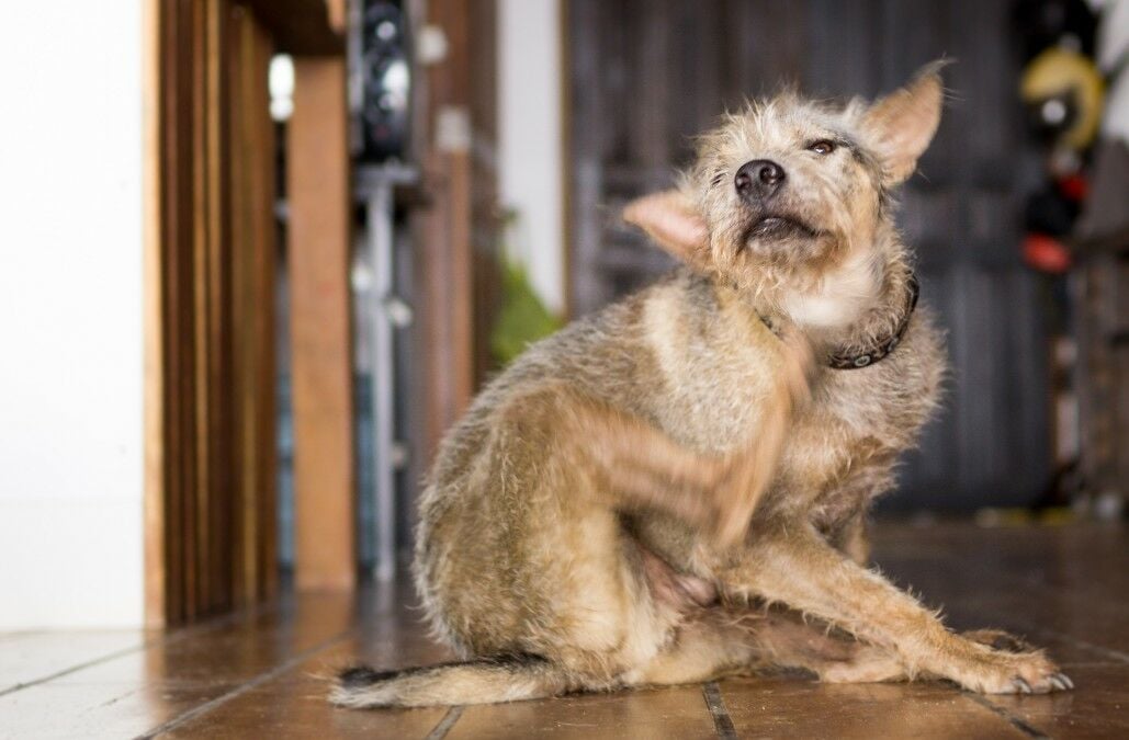 A dog scratching the back of its ear